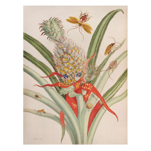 Stampe su tela Anna Maria Sibylla Merian - Ananas con insetti
