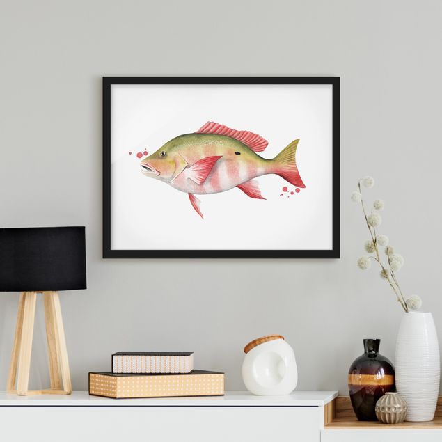 Poster con cornice - Color Catch - Northern Red Snapper - Orizzontale 3:4
