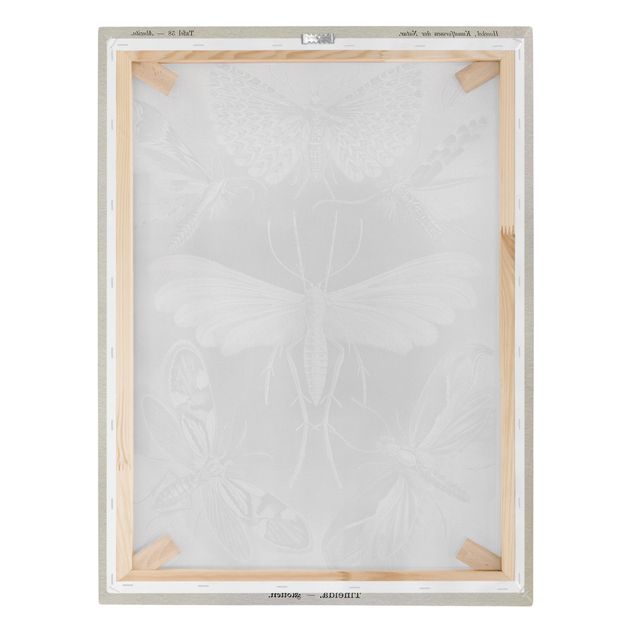 Stampa su tela - Vintage Consiglio falene e farfalle - Verticale 4:3