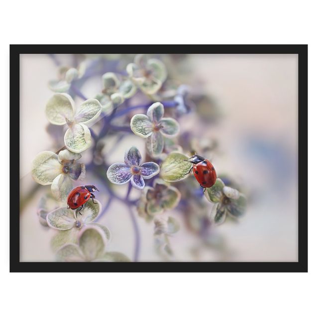 Poster con cornice - Ladybug In The Garden - Orizzontale 3:4