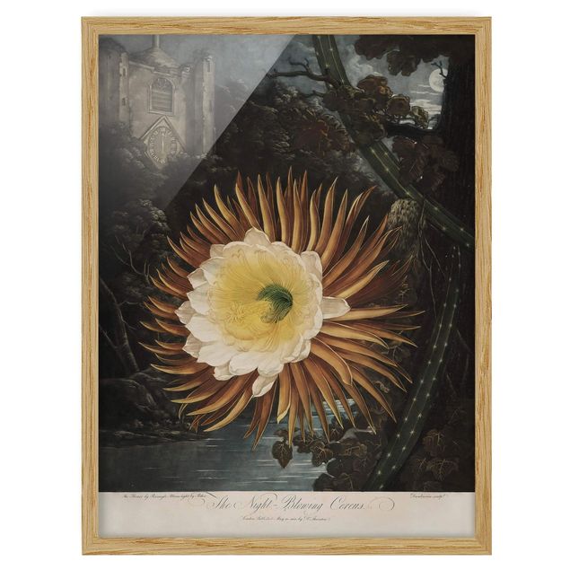 Poster con cornice - Botanica illustrazione d'epoca Kaktusblüte - Verticale 4:3