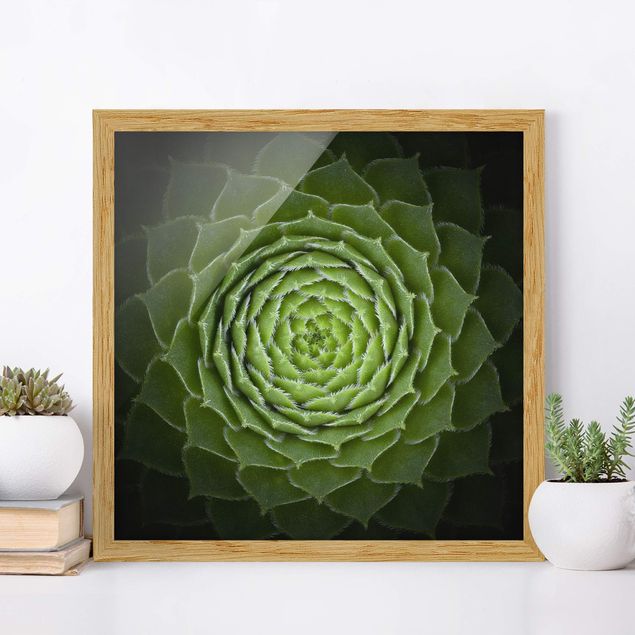 Poster con cornice - Mandala Succulente - Quadrato 1:1