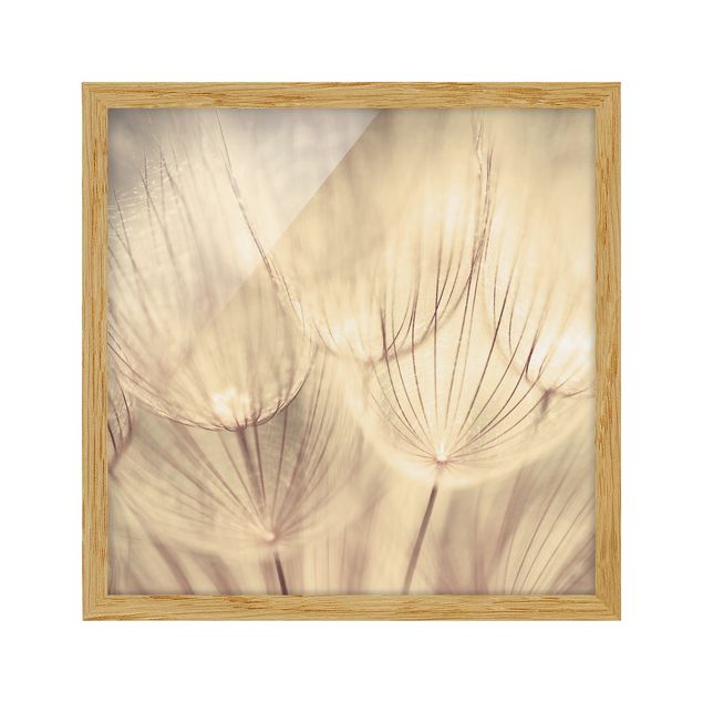 Poster con cornice - Dandelions Close-Up In Cozy Sepia Tones - Quadrato 1:1
