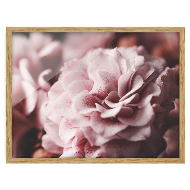 Poster con cornice - Shabby Pink Rose pastello - Orizzontale 3:4