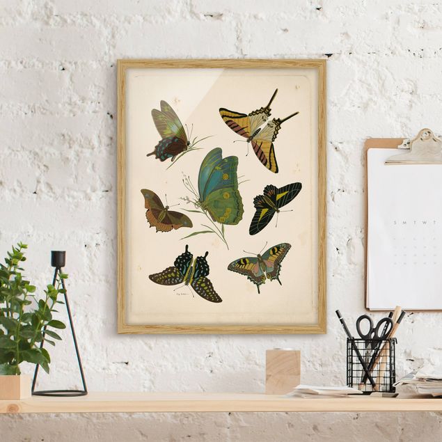 Quadri animali Illustrazione vintage Farfalle esotiche