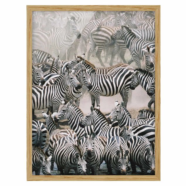 Poster con cornice - Zebra Herd - Verticale 4:3