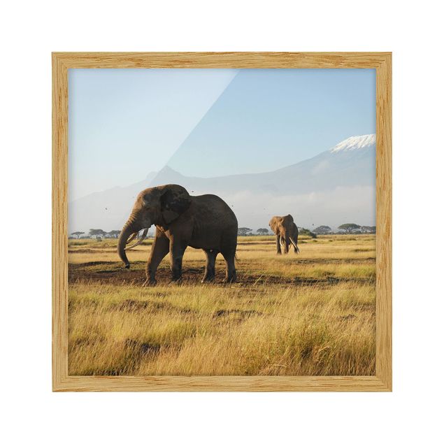 Poster con cornice - Elephants In Front Of The Kilimanjaro In Kenya - Quadrato 1:1