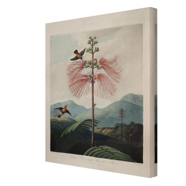 Stampa su tela Illustrazione botanica vintage Fiore e colibrì