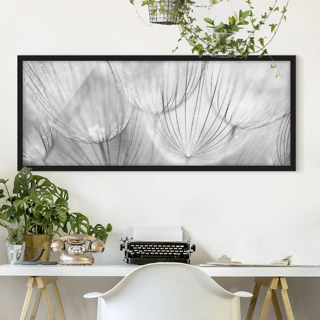 Poster con cornice - Denti Di Leone Macro Girato In Bianco E Nero - Panorama formato orizzontale
