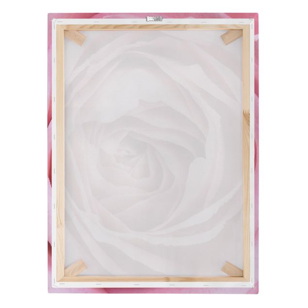 Quadri su tela - Pink Rose Blossom