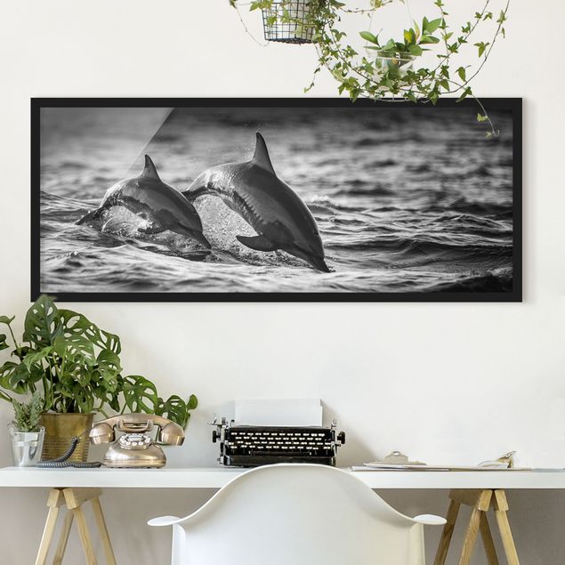 Poster con cornice - Due delfini che saltano - Panorama formato orizzontale