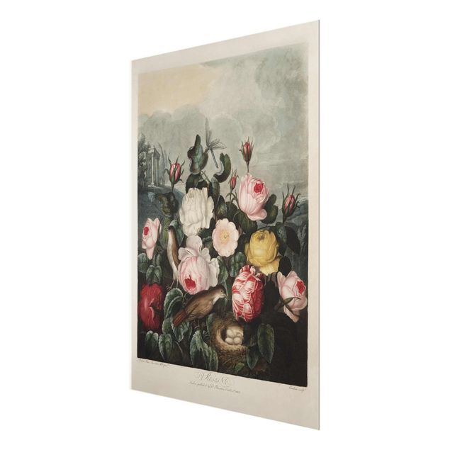 Quadro in vetro - Botanica Vintage Illustrazione di rose - Verticale 4:3