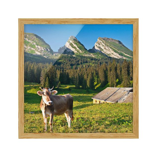 Poster con cornice - Swiss Alpine Meadow With Cow - Quadrato 1:1