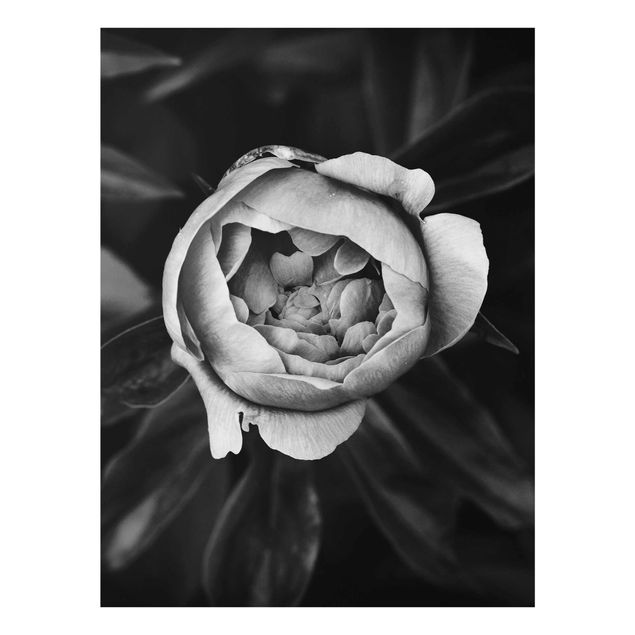 Quadro in vetro - Peony fiore bianco frontale nero Foglie - Verticale 4:3