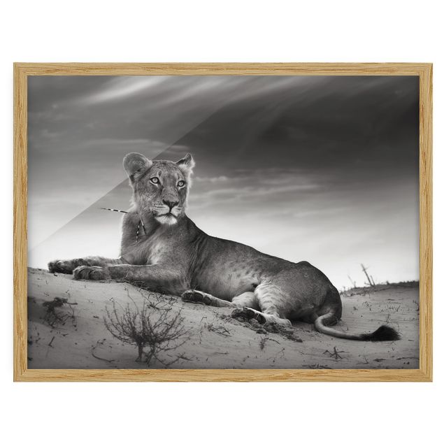 Poster con cornice - Resting Lion - Orizzontale 3:4