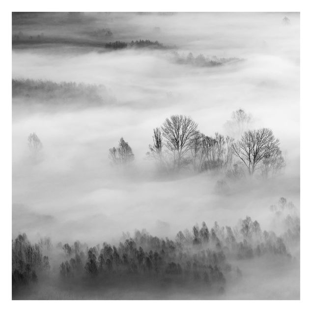 Carta da parati adesiva foresta - Nebbia all'alba - Formato quadrato