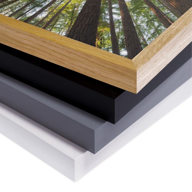 Poster con cornice - Sequoia Tree Tops - Quadrato 1:1