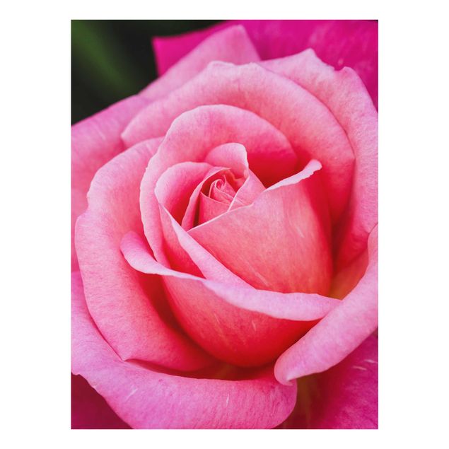 Quadro in vetro - Pink Rose Bloom di fronte al verde - Verticale 4:3