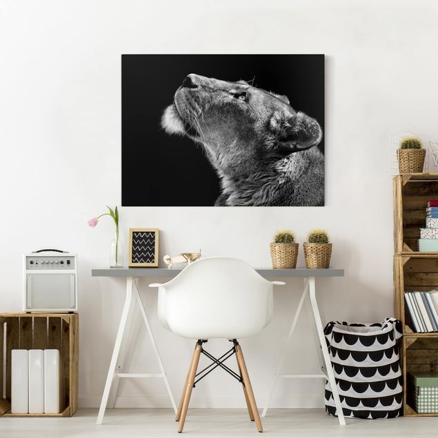 Tele bianco e nero Ritratto di una leonessa