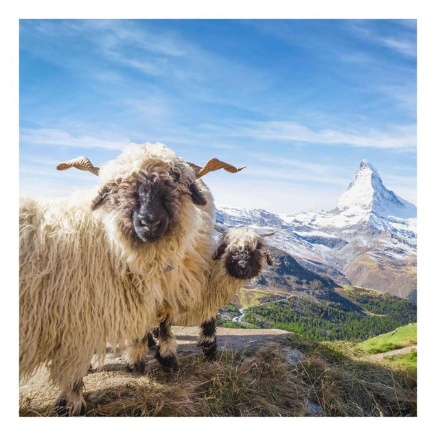 Quadro in vetro - Pecore naso nero di Zermatt