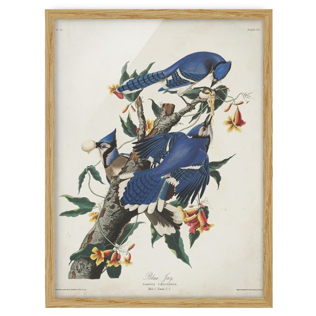 Poster con cornice - Consiglio Blue Jays d'epoca - Verticale 4:3