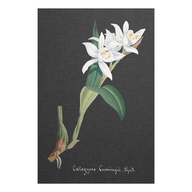 Quadro in vetro - White Orchid su lino II - Verticale 3:2
