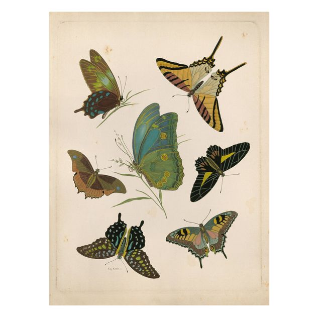 Quadro su tela animali Illustrazione vintage Farfalle esotiche