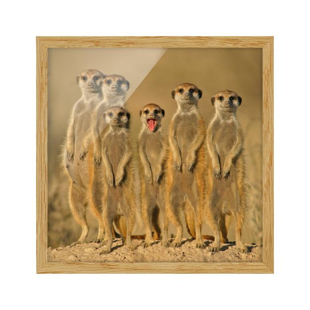 Poster con cornice - Meerkat Family - Quadrato 1:1