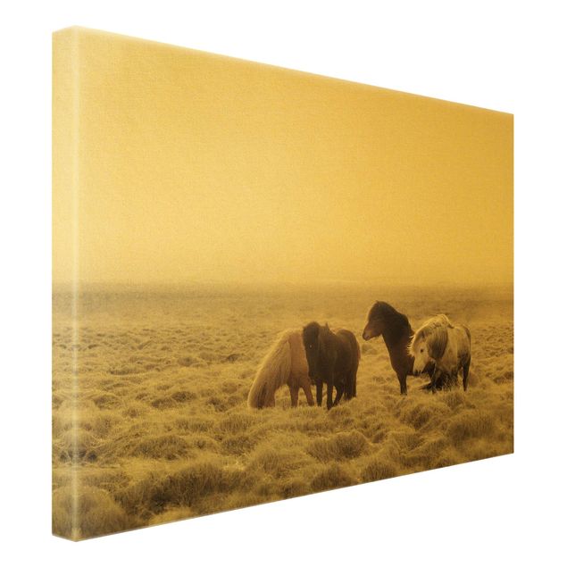 Quadro su tela oro - Cavallo selvaggio d'Islanda