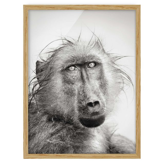 Poster con cornice - Crying Baboon - Verticale 4:3
