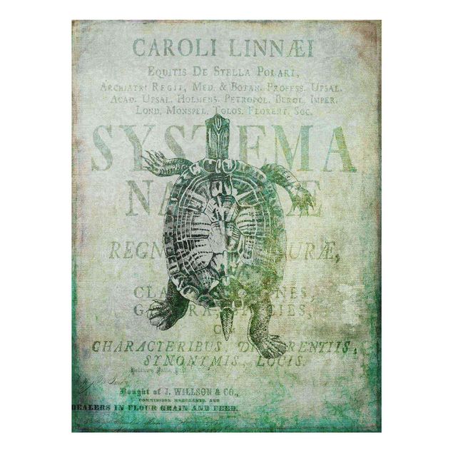 Quadro in vetro - Vintage collage - Antique Turtle - Verticale 4:3