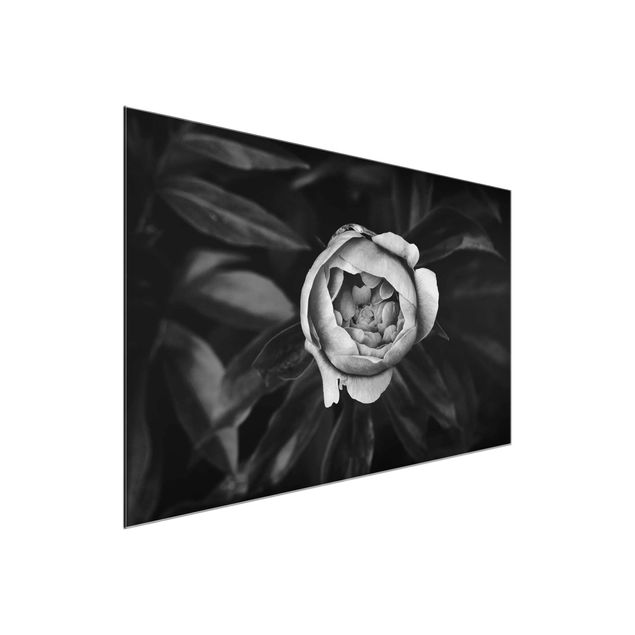 Quadro in vetro - Peony fiore bianco frontale nero Foglie - Orizzontale 2:3