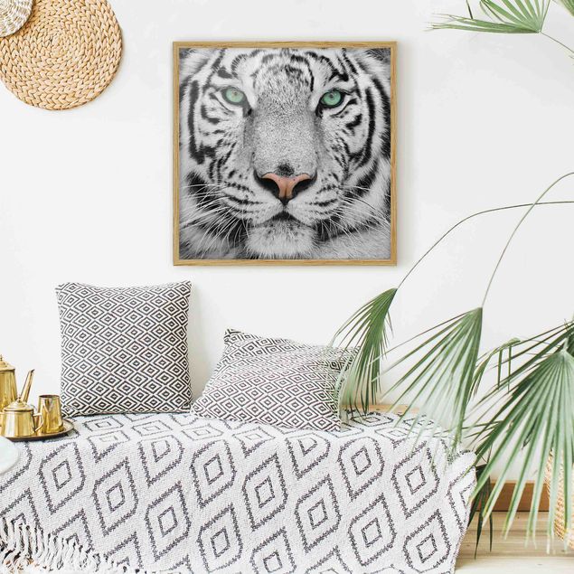 Poster con cornice - White Tiger - Quadrato 1:1