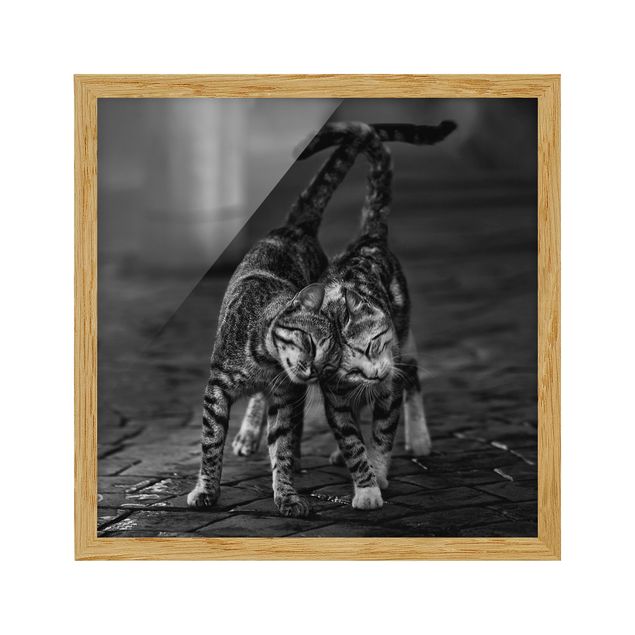 Poster con cornice - kitten Amicizia - Quadrato 1:1