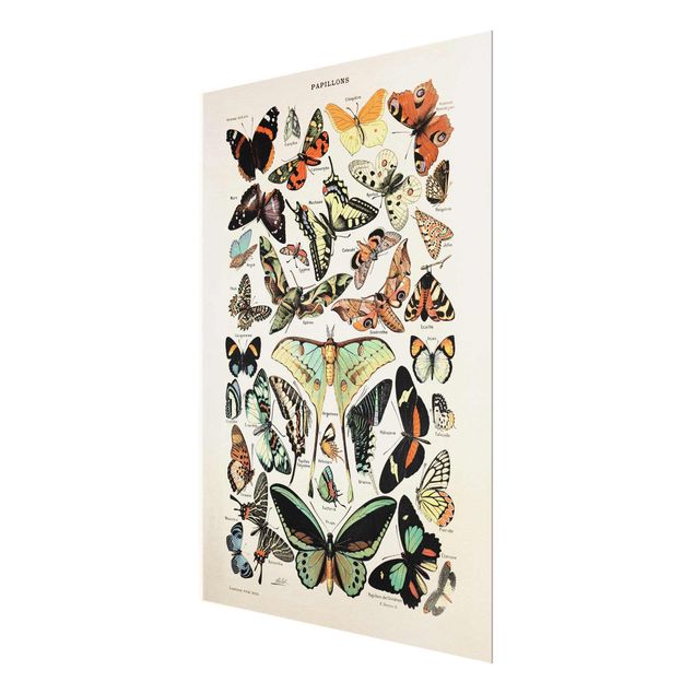 Quadro in vetro - Vintage Consiglio farfalle e falene - Verticale 4:3