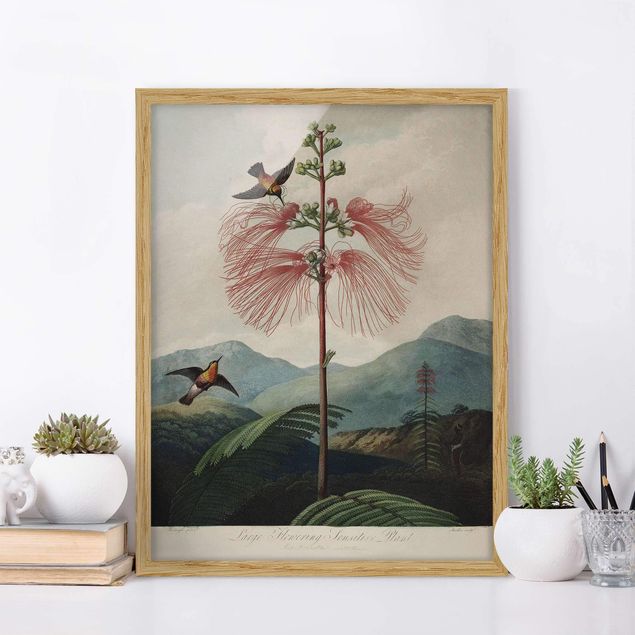 stampe animali Illustrazione botanica vintage Fiore e colibrì