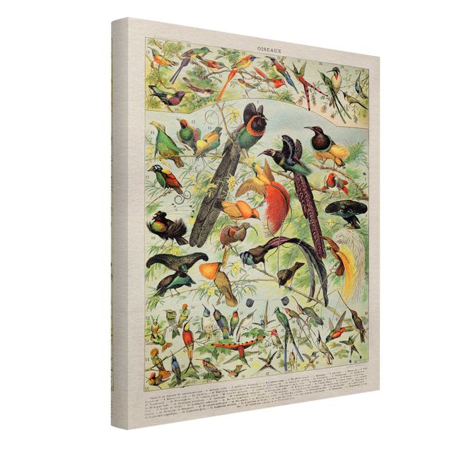 Quadro su tela animali Bacheca vintage Uccelli del Paradiso