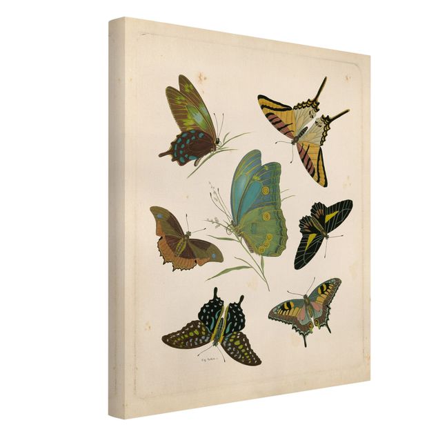 Stampa su tela vintage Illustrazione vintage Farfalle esotiche