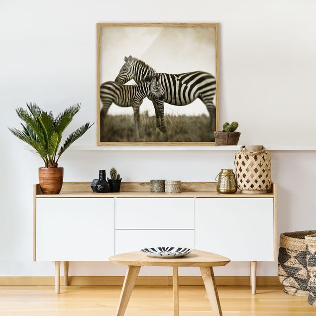 Poster con cornice - Zebra Couple - Quadrato 1:1