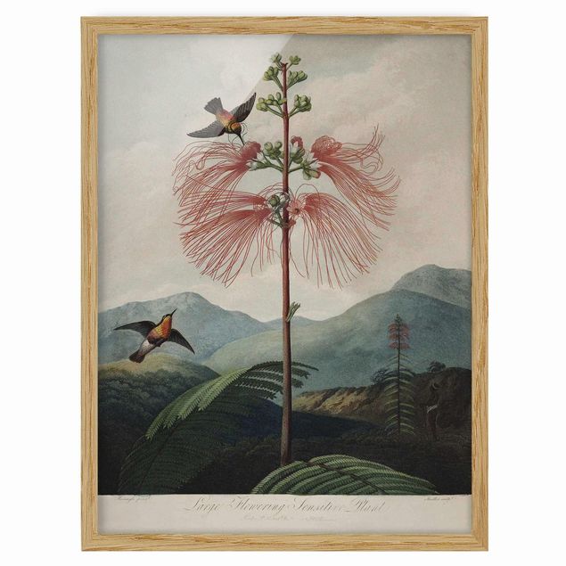 Poster con cornice - illustrazione d'epoca Botanica Fiore e colibrì - Verticale 4:3