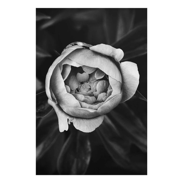 Quadro in vetro - Peony fiore bianco frontale nero Foglie - Verticale 3:2