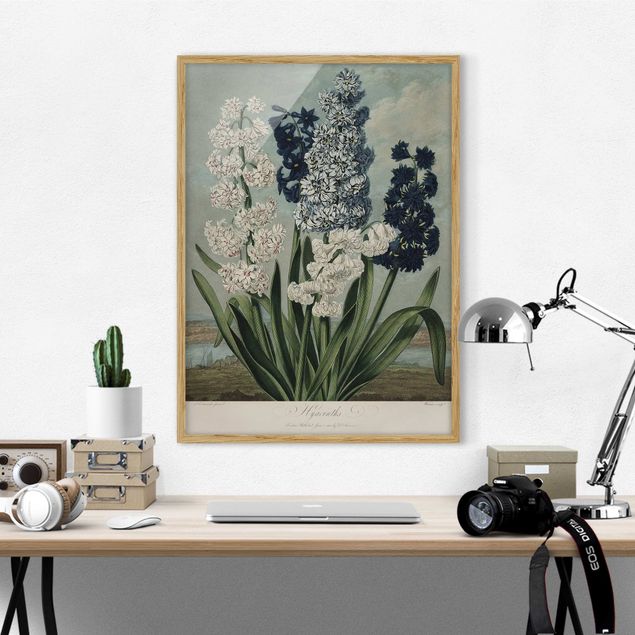 Poster con cornice - illustrazione d'epoca Botanica blu e bianco Giacinti - Verticale 4:3