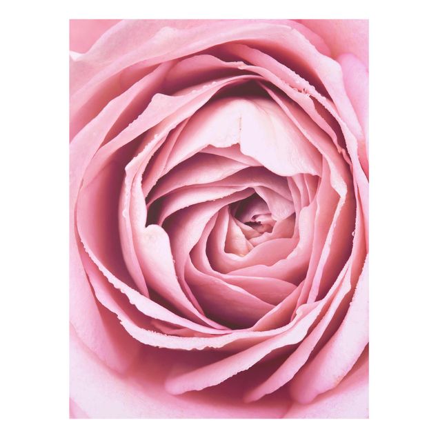 Quadro in vetro - Pink Rose Blossom - Verticale 4:3