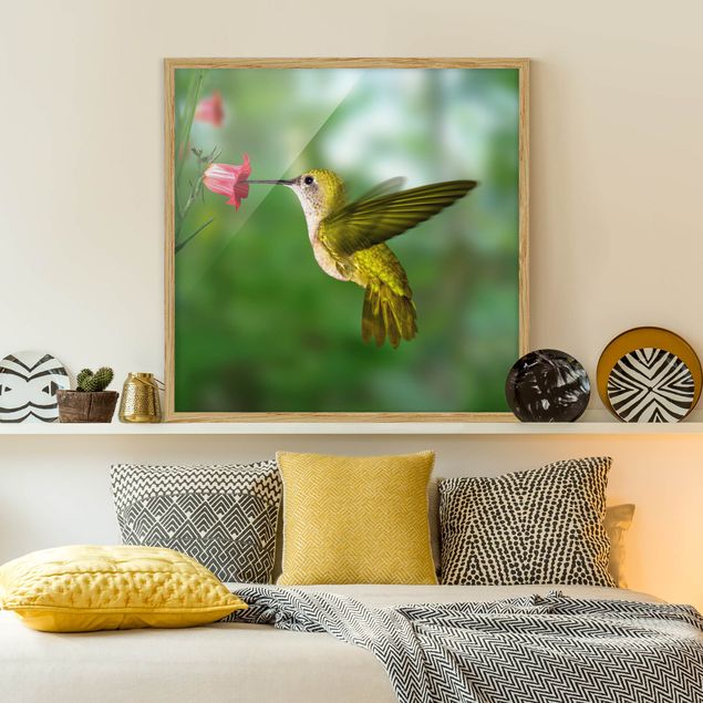 Poster con cornice - Hummingbird And Blossom - Quadrato 1:1