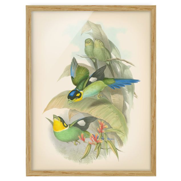 Poster con cornice - Illustrazione Vintage Uccelli tropicali - Verticale 4:3