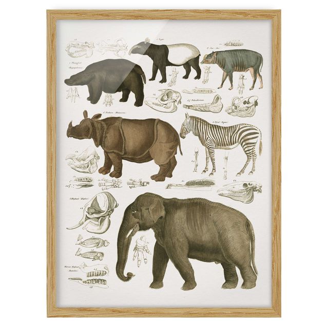 Poster con cornice - Vintage Consiglio elefanti, zebre e Rhino - Verticale 4:3