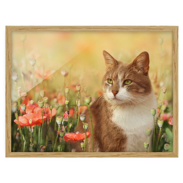 Poster con cornice - Cat In A Field Of Poppies - Orizzontale 3:4