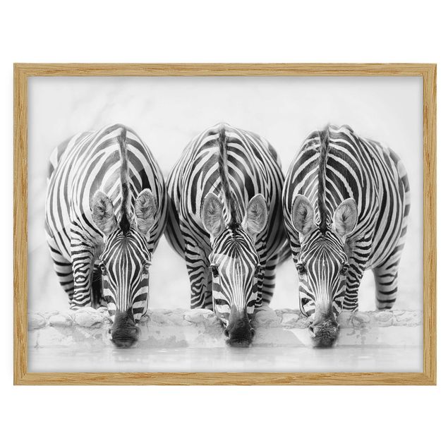Poster con cornice - Zebra Trio in bianco e nero