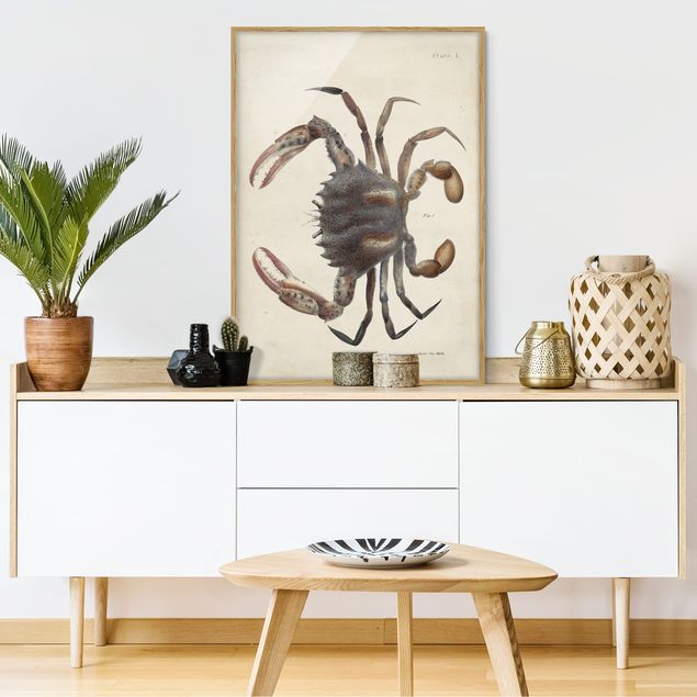 Poster con cornice - Vintage illustrazione Crab - Verticale 4:3