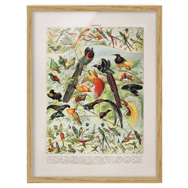 Poster con cornice - Uccelli da tavolo d'epoca del paradiso - Verticale 4:3